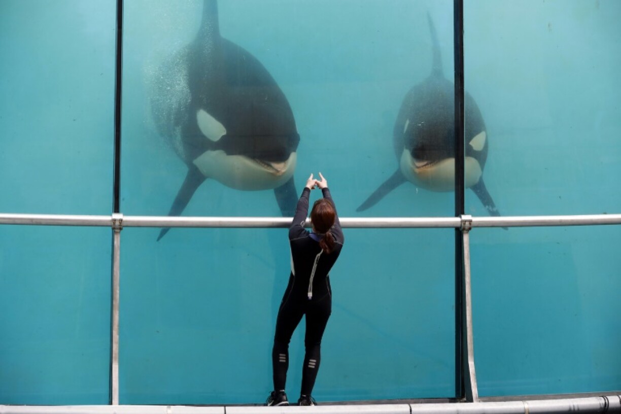 An employee trains orcas at the Marineland theme park in the southeastern French city of Antibes in 2016