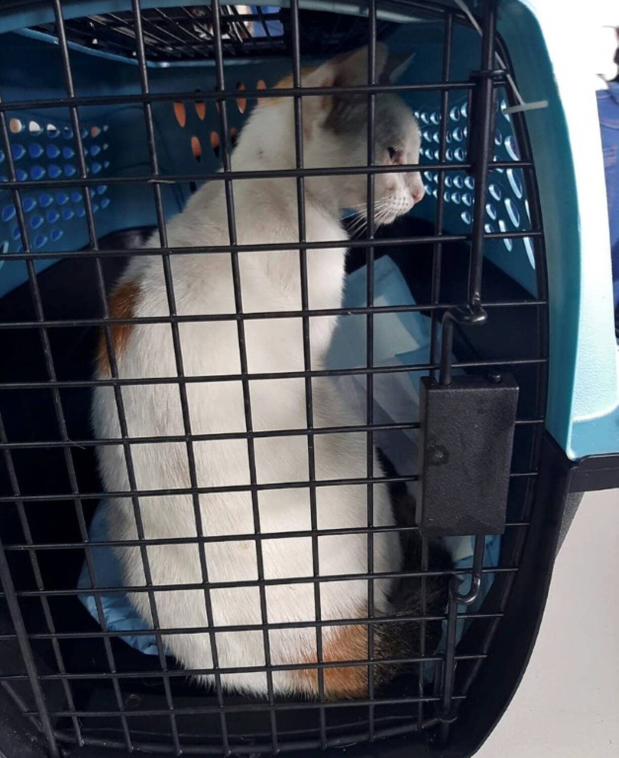Le chat convoyeur de drogue avant sa remise à une fondation de protection des animaux. Photo prise par la justice panaméenne le 16 avril 2021