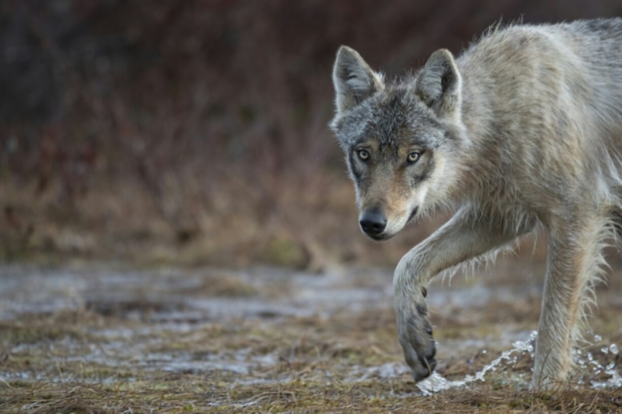 Animal-rights activists say culling wolves will not reduce attacks on livestock