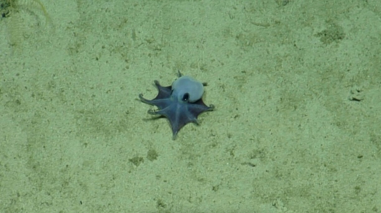 Une photo du poulpe bleu, de la nouvelle espèce "Microeledone galapagensis", fournie par la Fondation Charles Darwin le 22 mai 2026