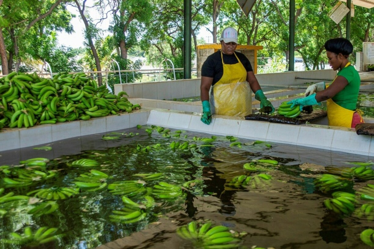 Production fell 44 percent between 2021 and 2024, according to the Dominican Association of Banana Producers