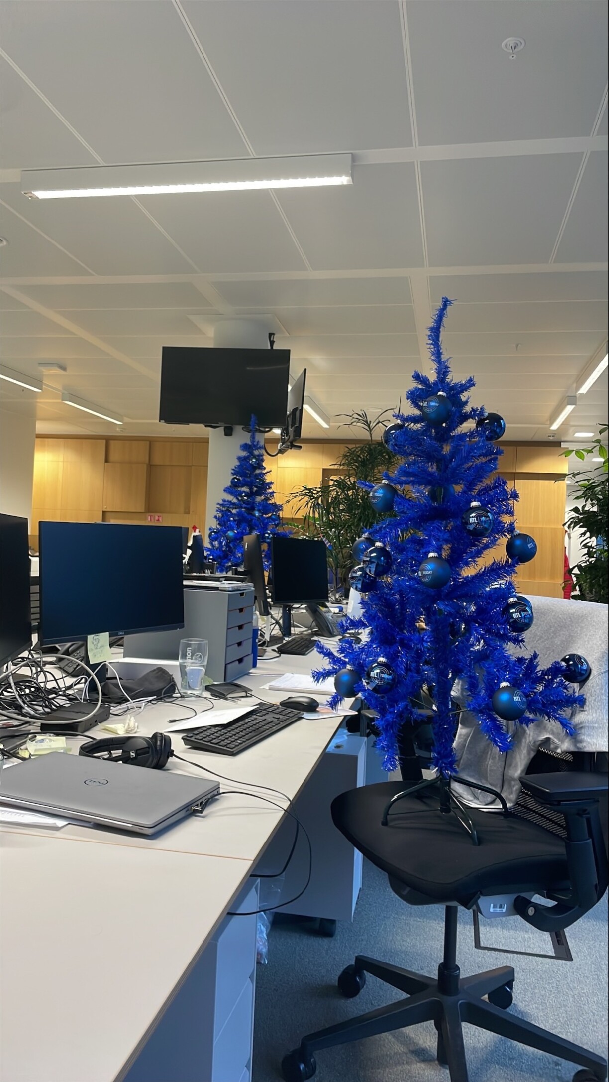 Greetings from the RTL offices, where the trees are...blue.