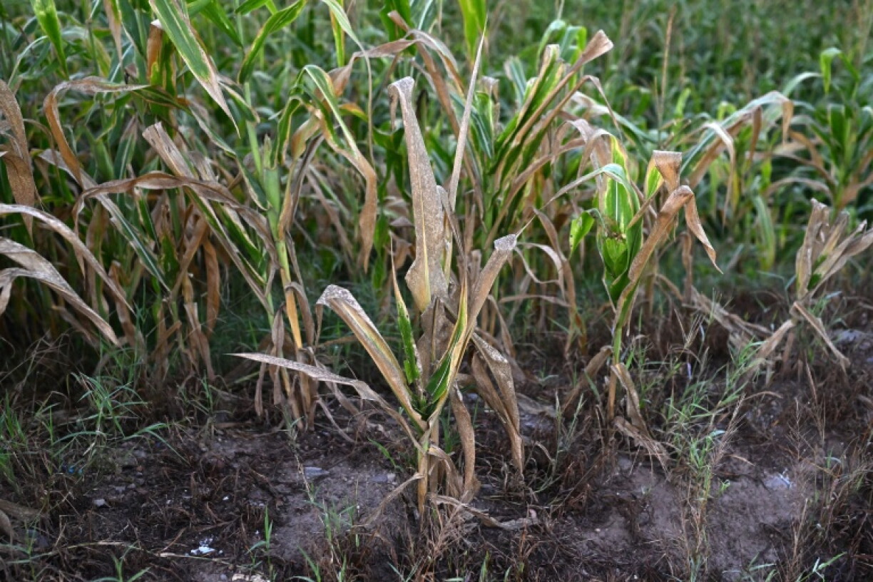 Dry and stunted corn plants in a field in Tecoluca, El Salvador. Farmers are facing losses amid a drought associated with El Nino
