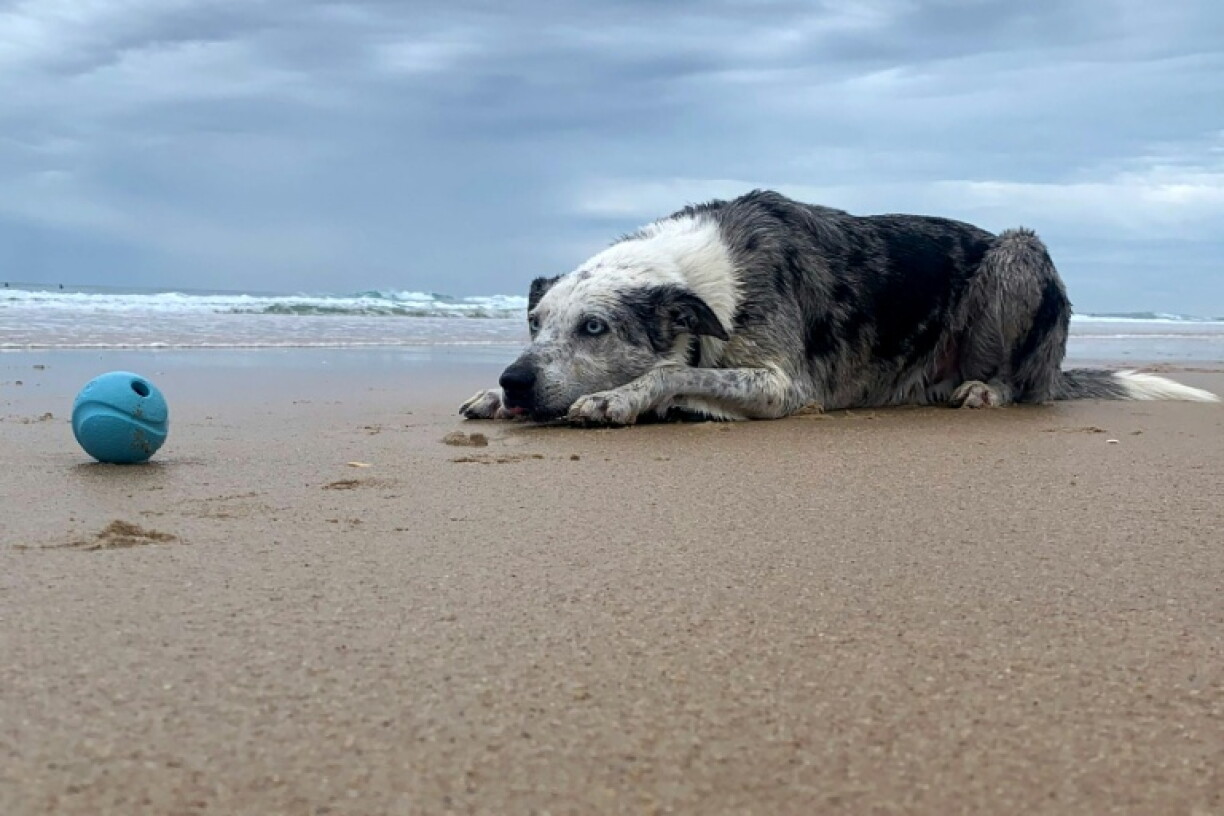 This handout photo from the International Fund for Animal Welfare taken on February 10 shows Bear, a koala detection dog, enjoying his retirement on a beach on the Sunshine Coast. An Australian animal welfare group says they have now identified a successor