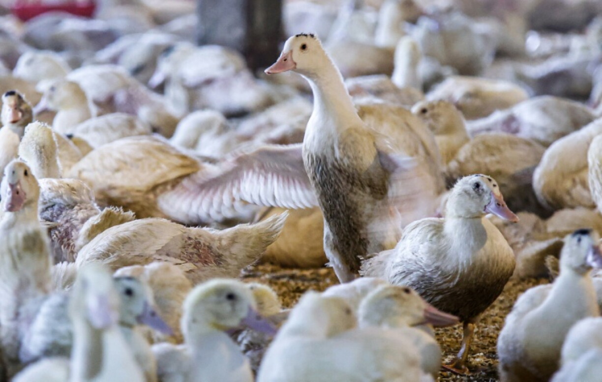 Voters in Washington DC will vote in November on a proposal to ban the sale of foie gras, the French culinary delicacy made from the enlarged livers of ducks