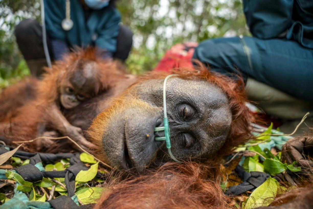 Fires are currently burning within habitats containing 52 percent of Borneo's orangutan population