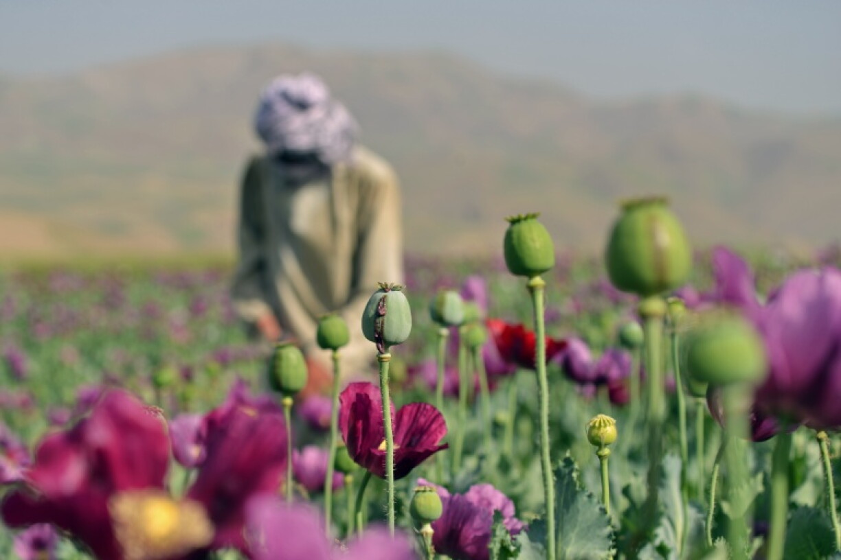 Opium poppy cultivation in Afghanistan more than quadrupled in 2026 despite a Taliban government ban, the United Nations says