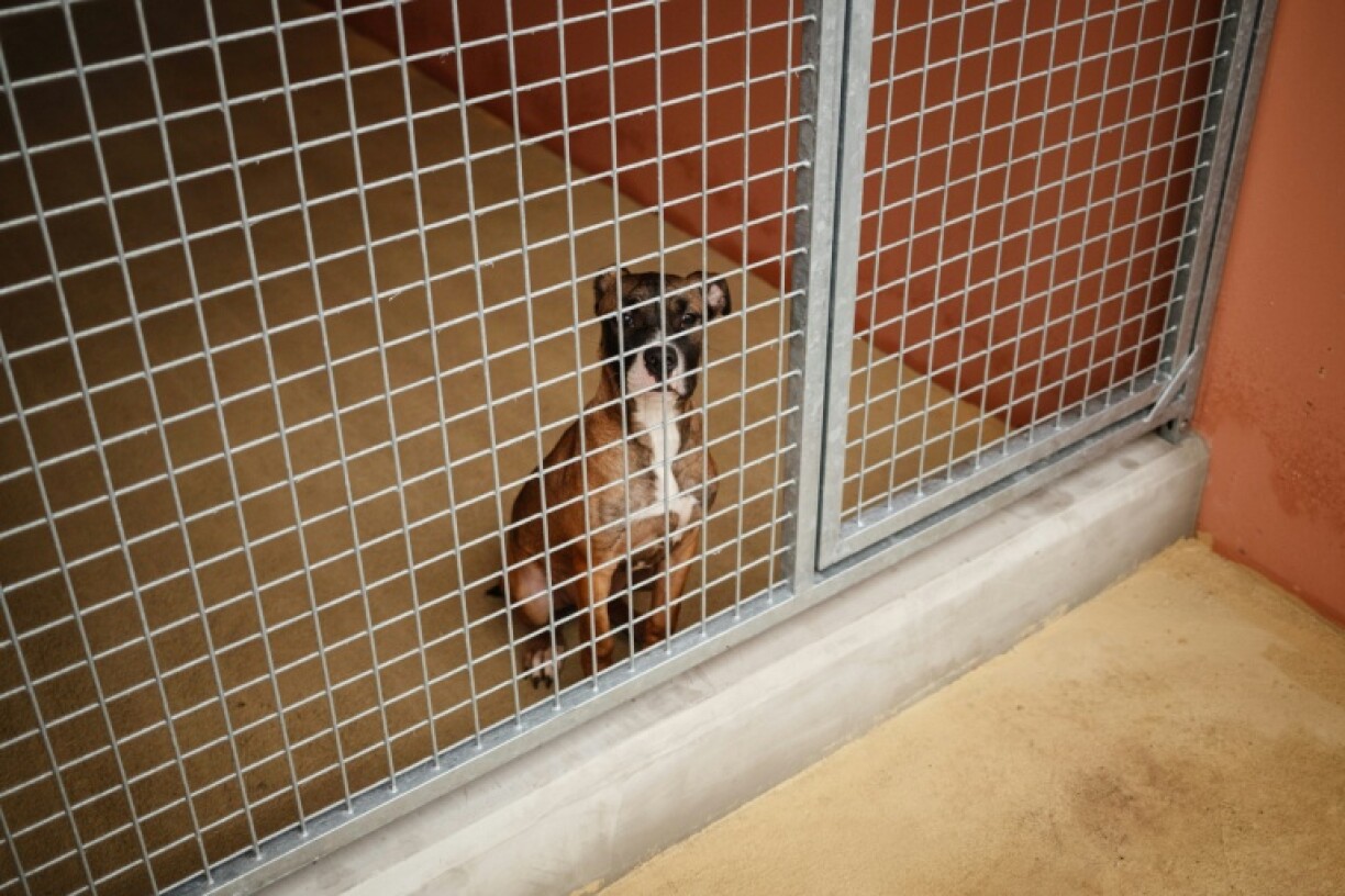 Les eurodéputés ont définitivement adopté mardi la première règlementation européenne fixant des normes minimales de protection pour les chiens et chats issus d'élevages