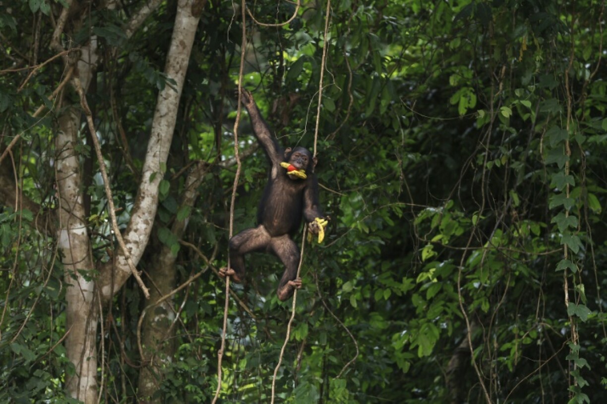 A chimpanzee in the Douala-Edea Natural Park in Marienberg