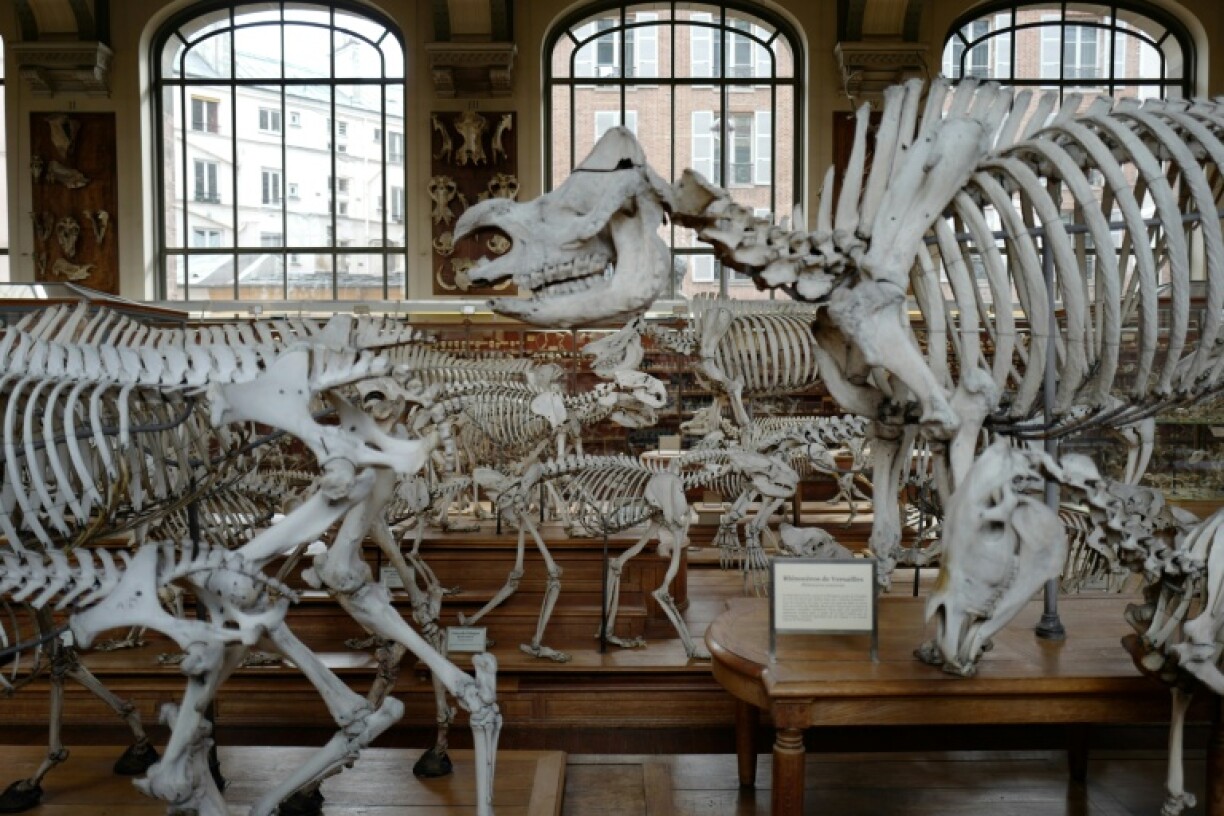 The Natural History Museum is famed for its dinosaur skeletons and taxidermy