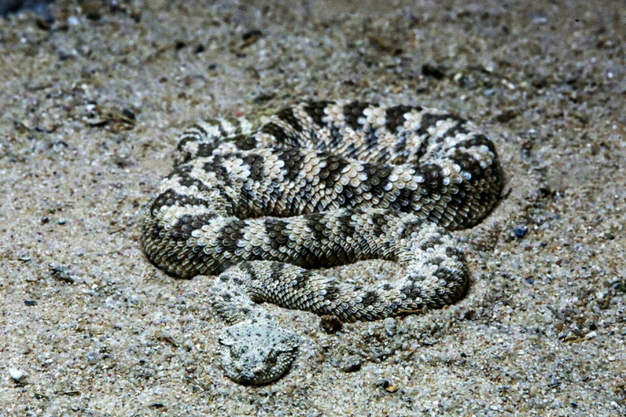 À l’aéroport de Cologne/Bonn, plus de 90 serpents venimeux et lézards ont été découverts dans la valise d’un voyageur en provenance d’Amérique latine. Certains étaient cachés dans des bouteilles de shampoing, tandis que d’autres étaient dissimulés dans des chaussettes roulées en boule.
