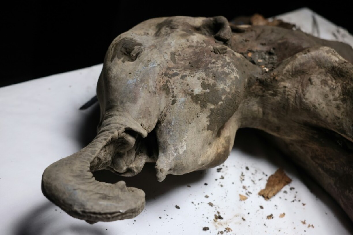 The scent emanating from the mammoth is reminiscent of a mixture of fermented earth and flesh