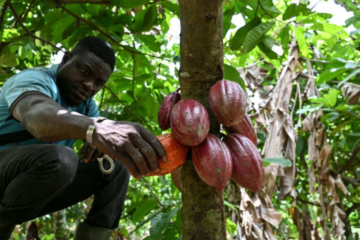 Cocoa farmer Koffi Alexis Amani says bad weather could see him 'lose everything' at his plantation near the central Ivorian town of Bouafle