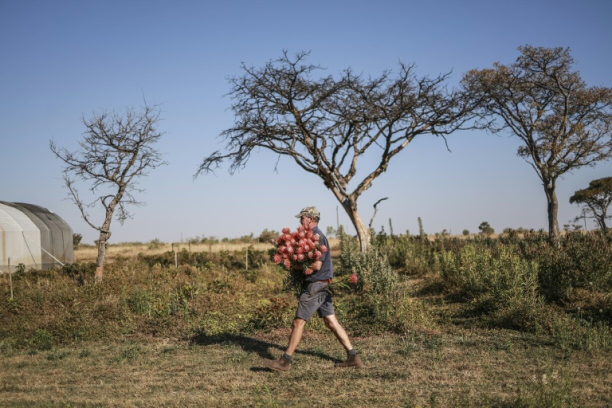 Through trial and error, Thuynsma has been able to cultivate close to 200 protea varieties