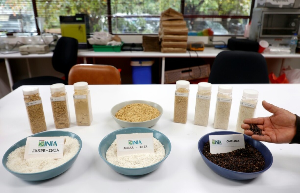 Researchers at Chile's gricultural Research Institute's (INIA) Rice Breeding Program have developed a new, less-thirsty strain they call Jaspe