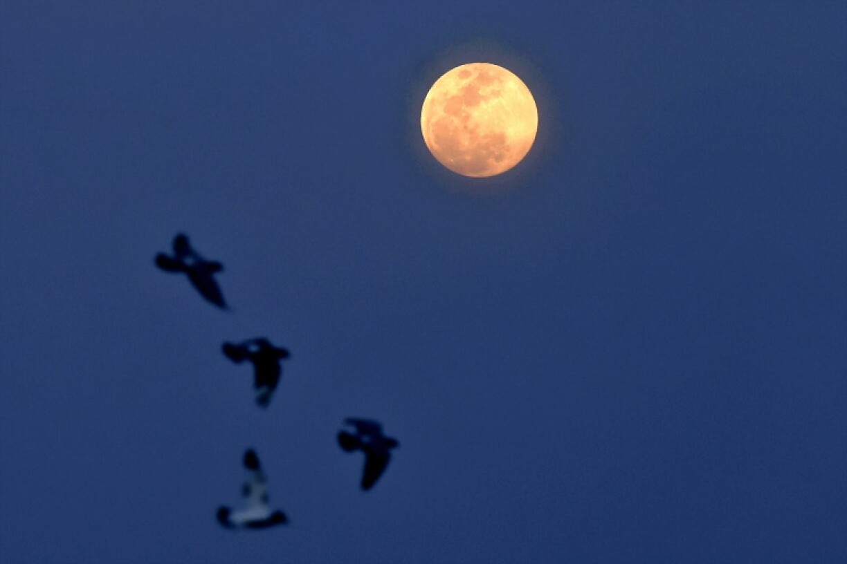 Des oiseaux volent alors que la lune se lève au-dessus de Doha, la capitale du Qatar, le 13 mars 2025