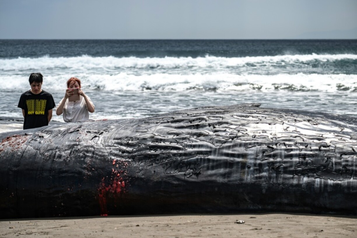 People look at a dead sperm whale on Heisaura Beach in the Japanese city of Tateyama, Chiba