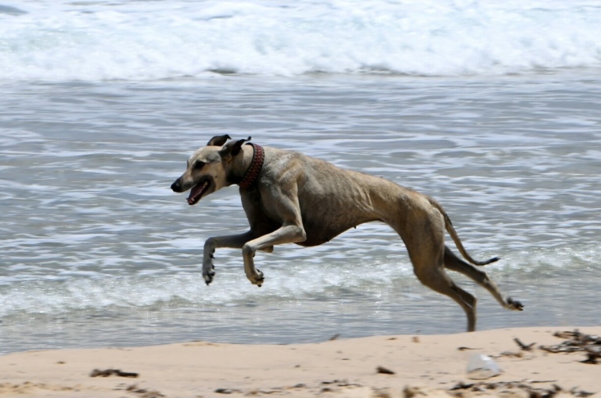 For many centuries, the Sloughis have been vital companions to desert nomads, helping them hunt and guard livestock