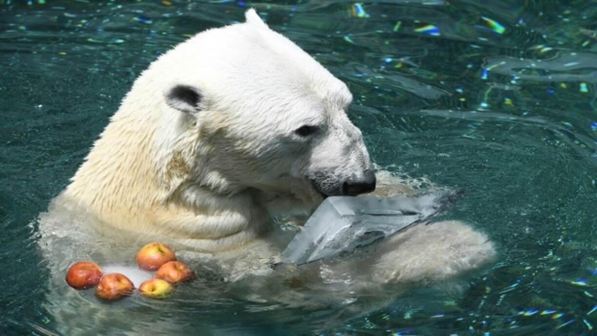 En Archivbild vun engem Äisbier an engem Zoo.