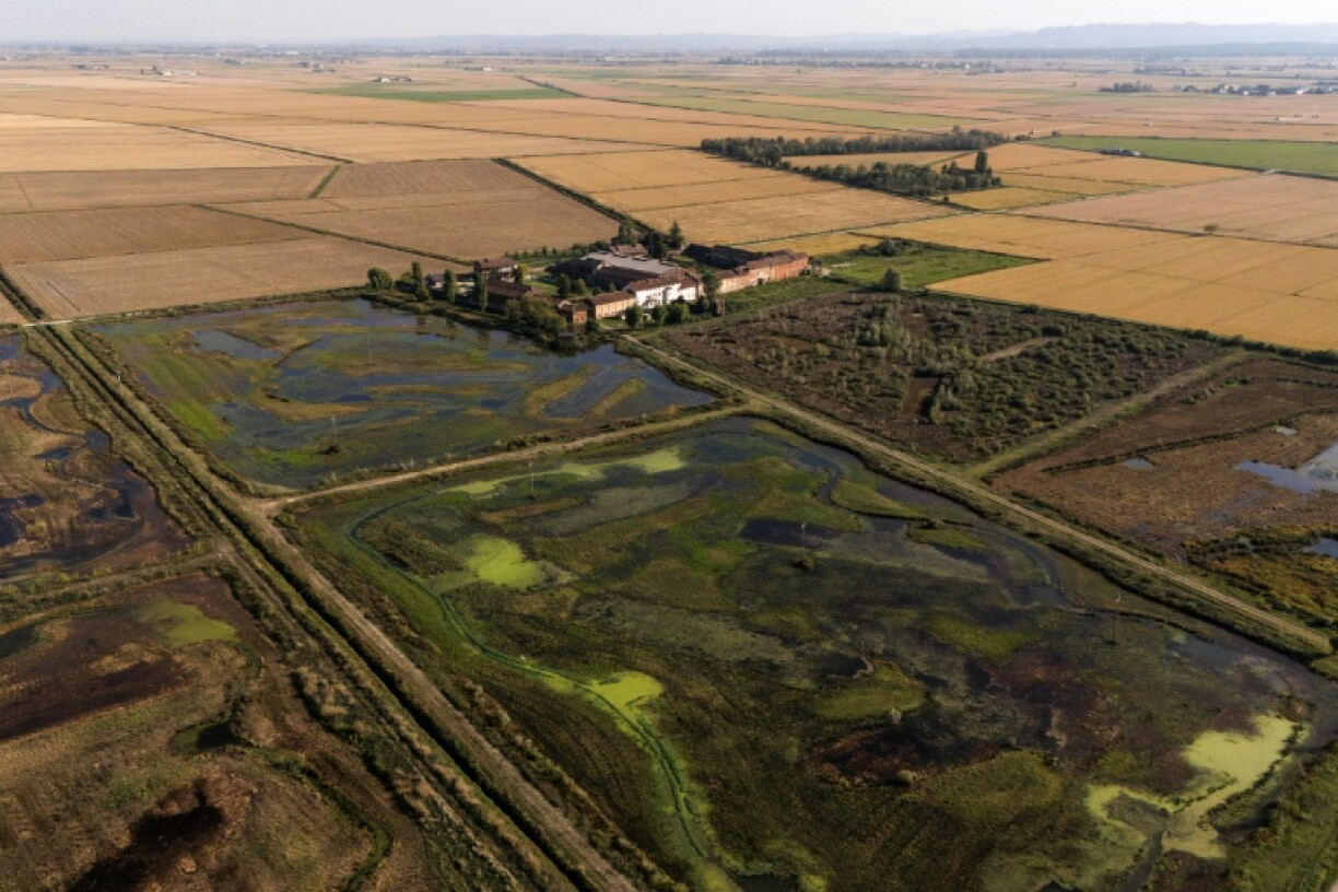 The farm produces rice today in an area protected for its wildlife biodiveristy