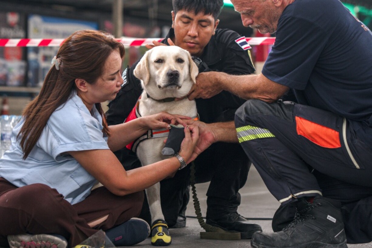 Several canine teams have been deployed to help search and rescue at the site of a Bangkok building collapse