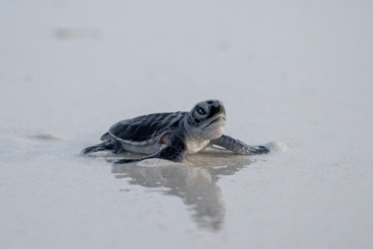 Green turtles have made the rare jump from endangered to 'least concern' in global conservation rankings