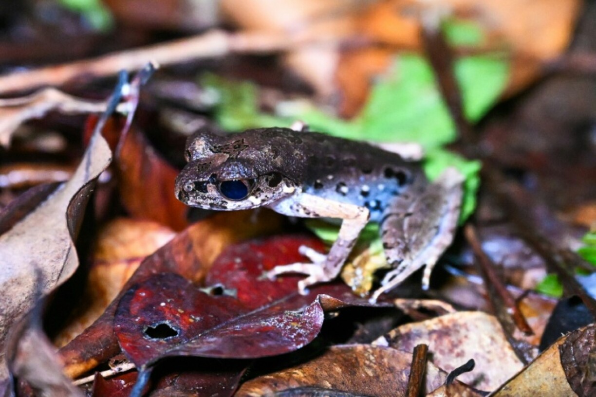 A slender litter frog in Kubah National Park on the island of Borneo
