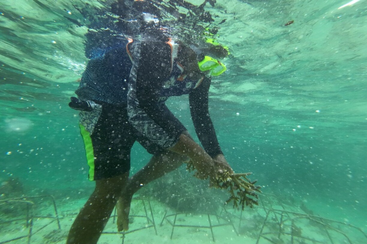 A villager collects healthy coral to plant within the Naidiri Marine Biodiversity Park, a marine protected area about 52 kilometres from the Fijian city of Nadi