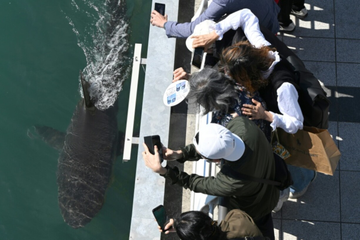 Visitors watch a 3.5-metre shark trapped in an artificial waterway in the southeastern port city of Busan on October 7, 2026