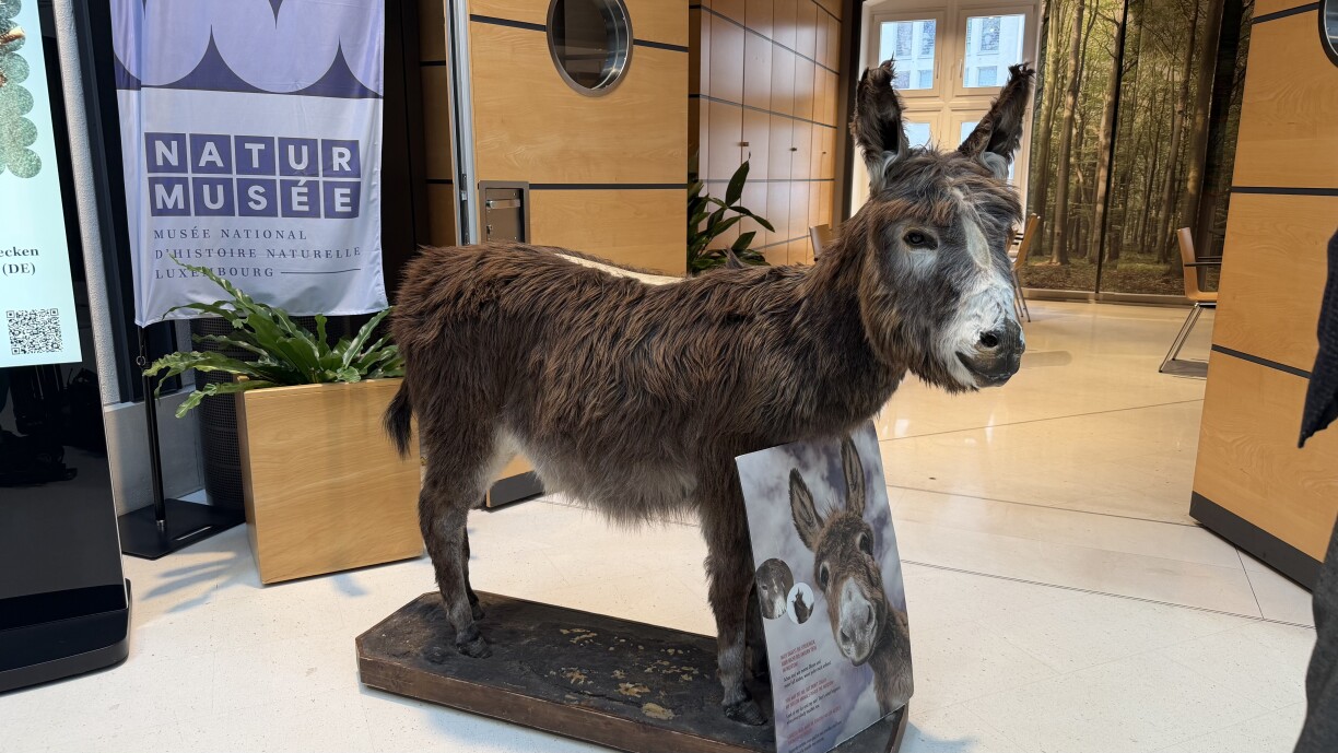 The donkey at the entrance is meant to act as a deterrent, showing visitors what happens when they touch the taxidermy animals.