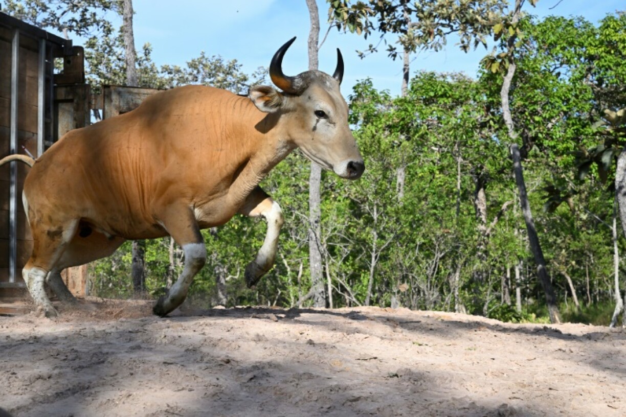 This handout photo taken on May 14, 2025 and released on May 23 by conservation group Rising Phoenix shows an adult banteng, a type of wild cattle native to Southeast Asia, in Siem Pang in northeastern Cambodia, during a herding operation to relocate members of the endangered species