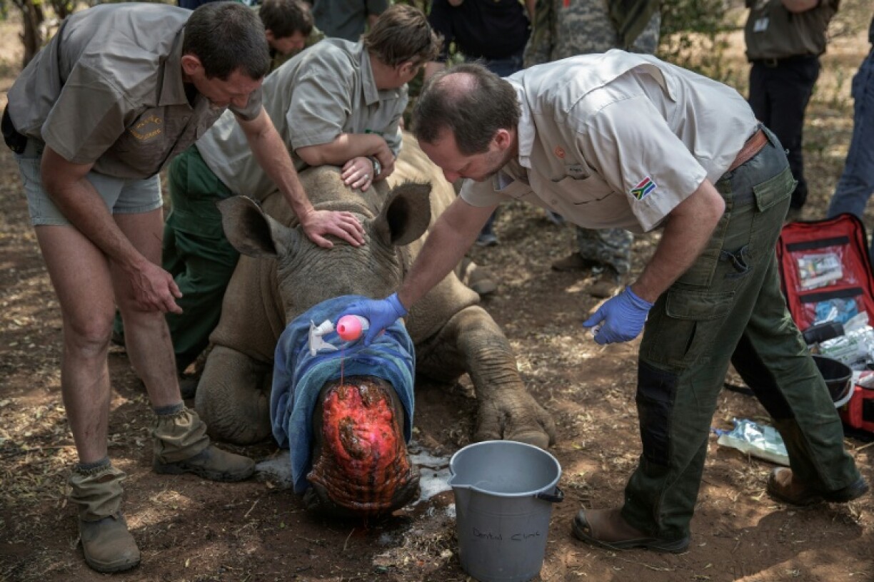 Dehorning rhinos leaves only small horn rumps that deter most poachers