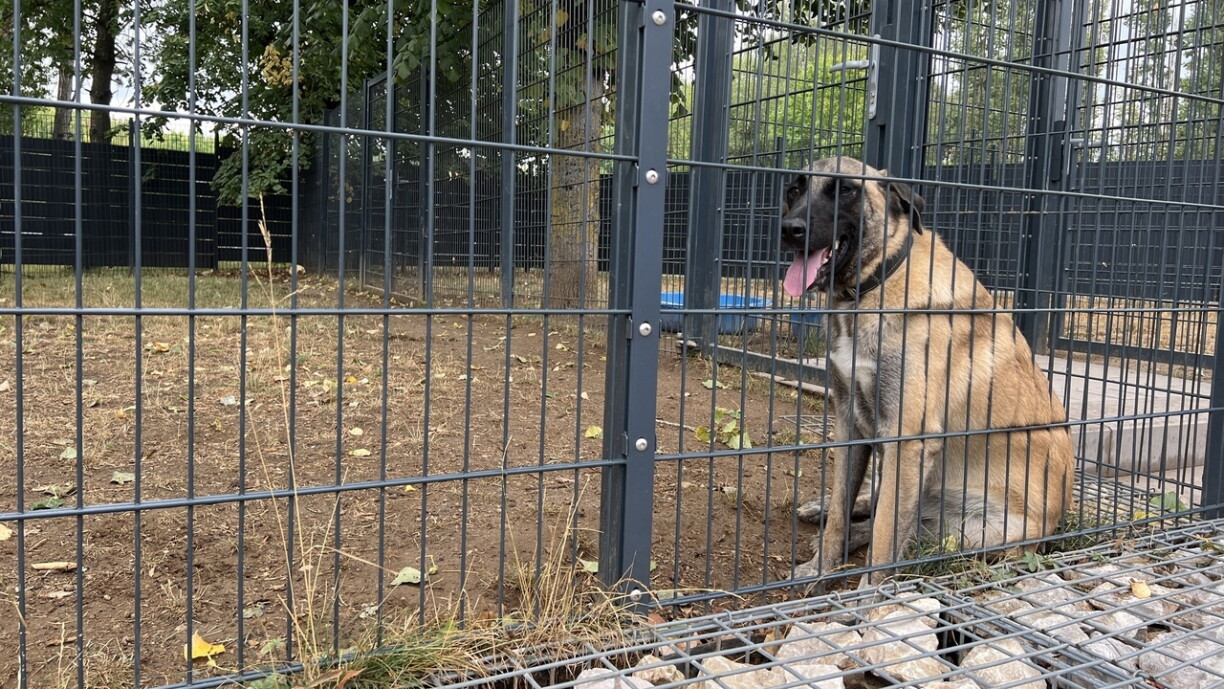 Lisa est un chien qui attend une adoption. Mais elle a besoin de se dépenser et ne pourrait pas vivre heureuse en appartement.