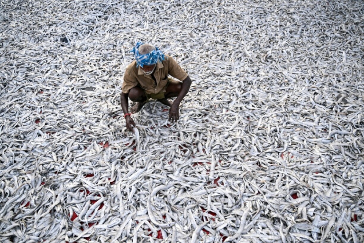 India's fishing industry is one of the low-margin, labour-intensive sectors that US tariffs threaten to upend