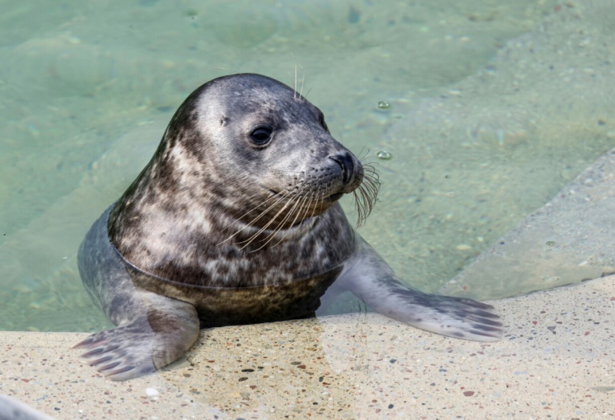 The seals have been nurtured at a rehabilitation centre in the Lithuanian port of Klaipeda