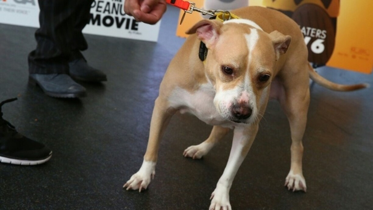 Ongeféier esou kéint de schëllege Pitbull ausgesinn hunn (Symbolfoto).