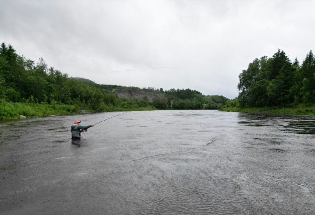 Wild salmon is now so rare that Norway in 2021 placed it on its red list of near-endangered species