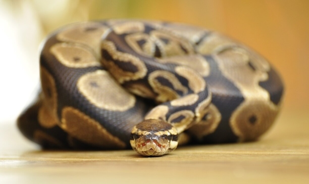 Image d'illustration.