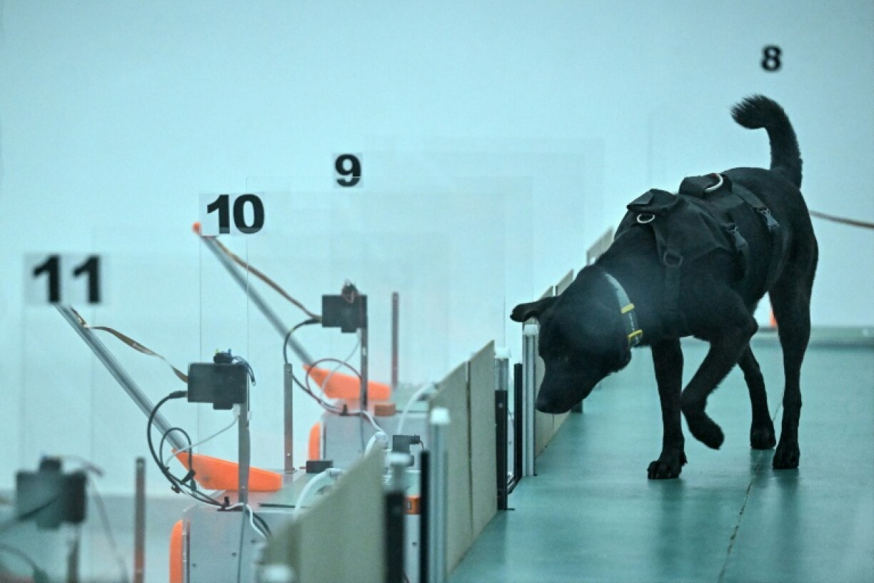 Un chien participe à un test de détection du cancer au laboratoire du centre Dognosis, le 28 juillet 2026 à Kempohalli, en périphérie de Bangalore, en Inde