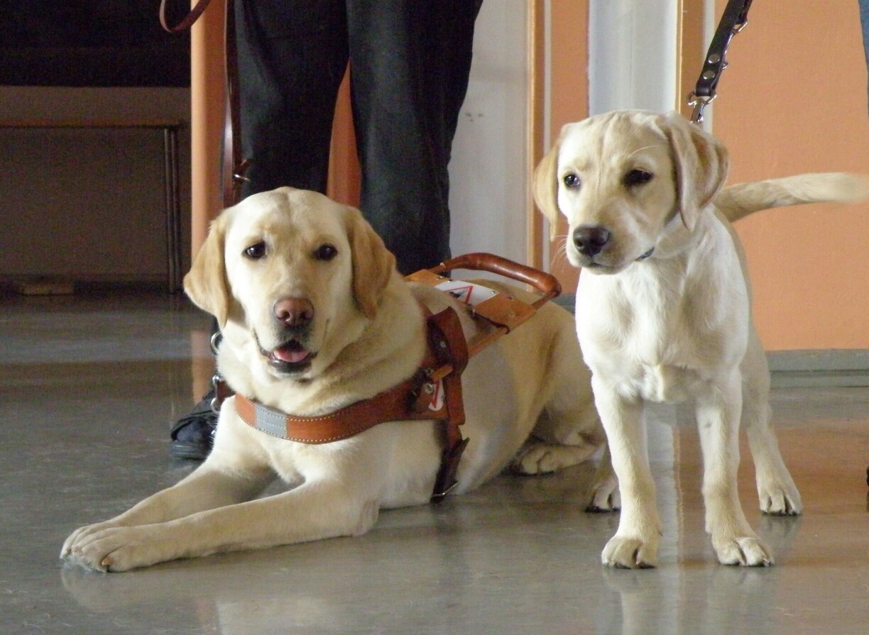 Grants are available for people with visual impairments to obtain guide dogs.