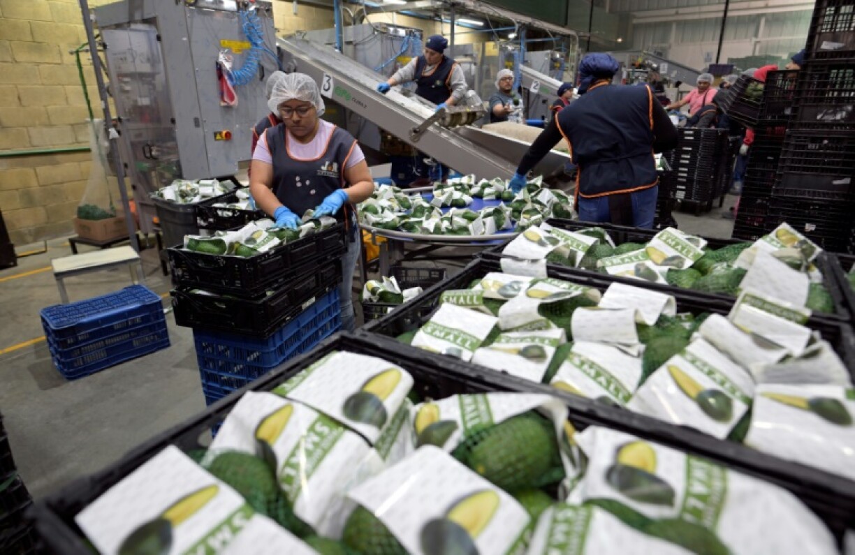 Workers pack avocados at a plant in the Mexican state of Michoacan