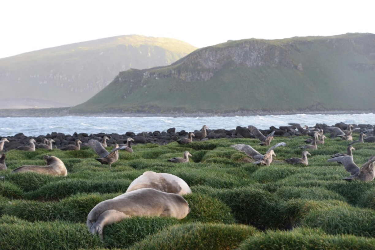 Australia's remote, uninhabited outposts were slugged with US levies
