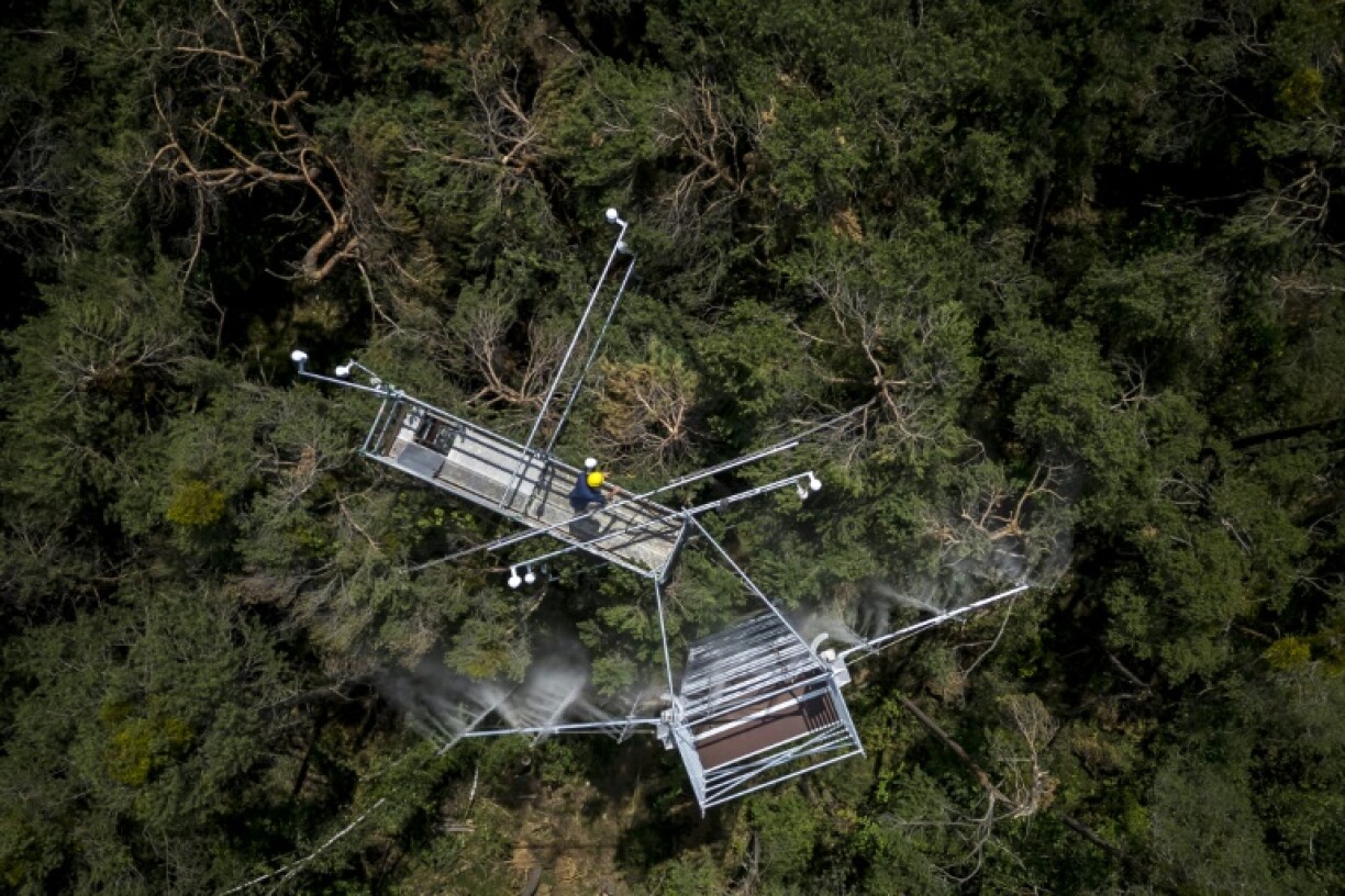 The study is a unique experiment designed to separate out and analyse the different effects of soil drought and air dryness in a natural forest ecosystem