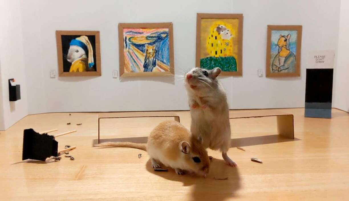 A couple built a mini art gallery for their pet gerbils.
