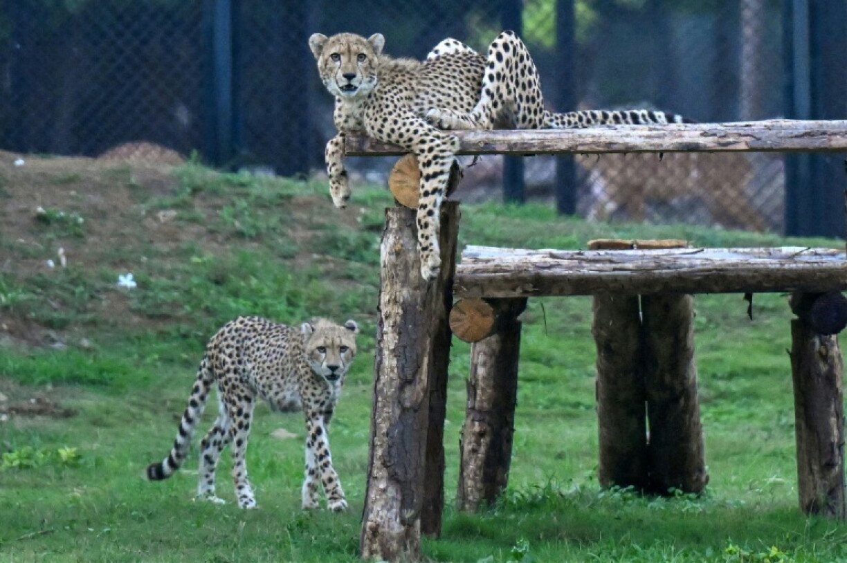 The Vantara Wildlife Rescue and Conservation Centre has amassed an unprecedented collection, including cheetahs which they hope to reintroduce to the wild in India