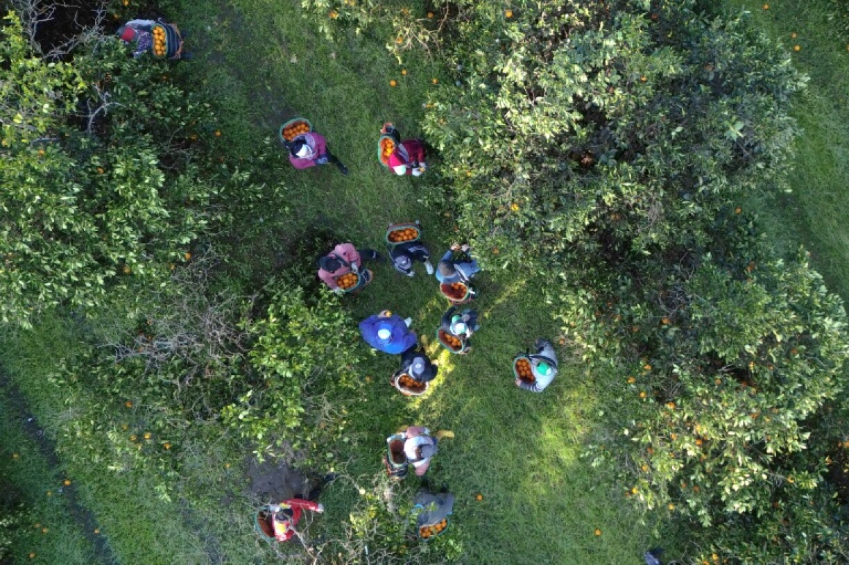 Fruit producers in Argentina complain that the economic reforms undertaken by President Javier Milei have not gone far enough in helping the farming sector