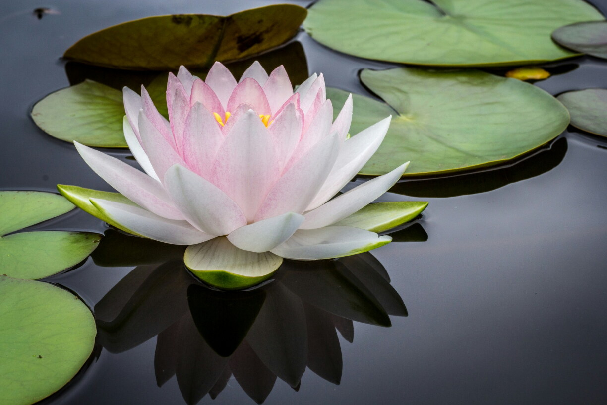 Picture of a lotus flower