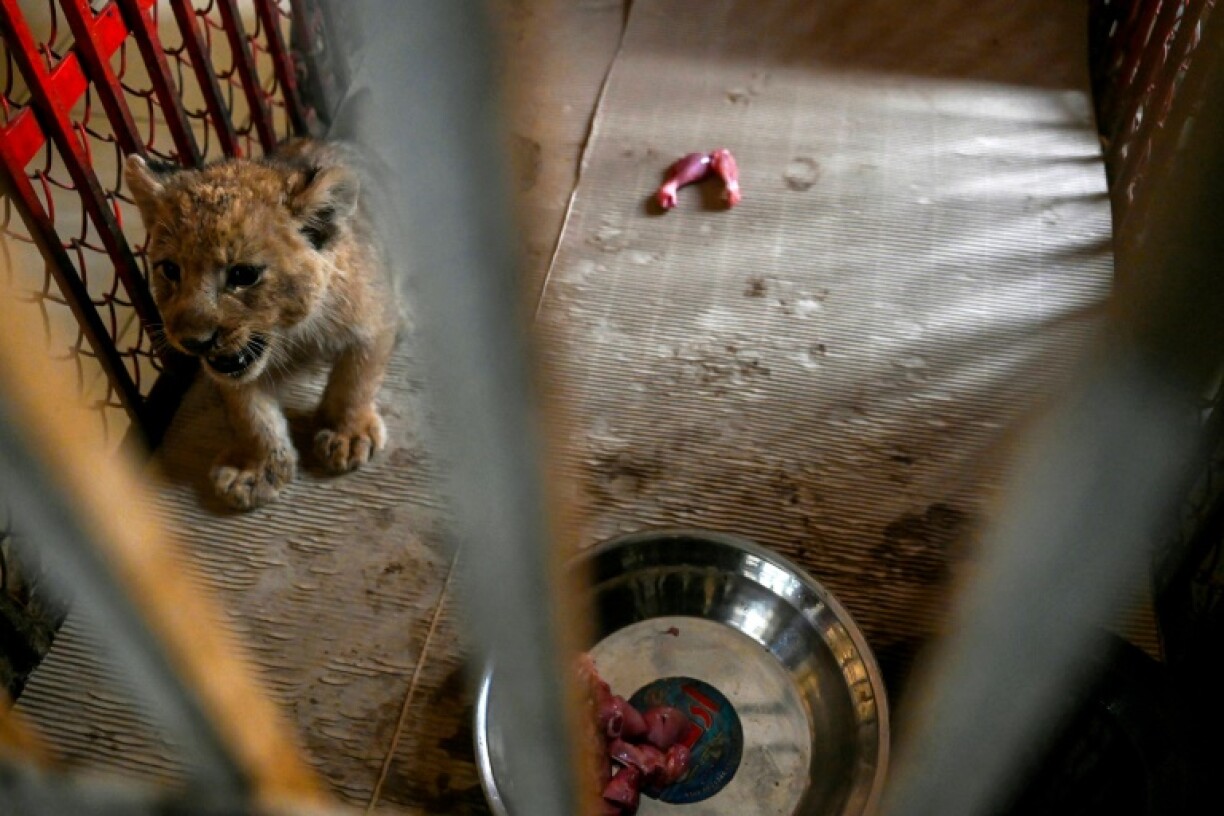 Every month for one year, YouTube star Rajab Butt must post a five-minute video dedicated to animal rights