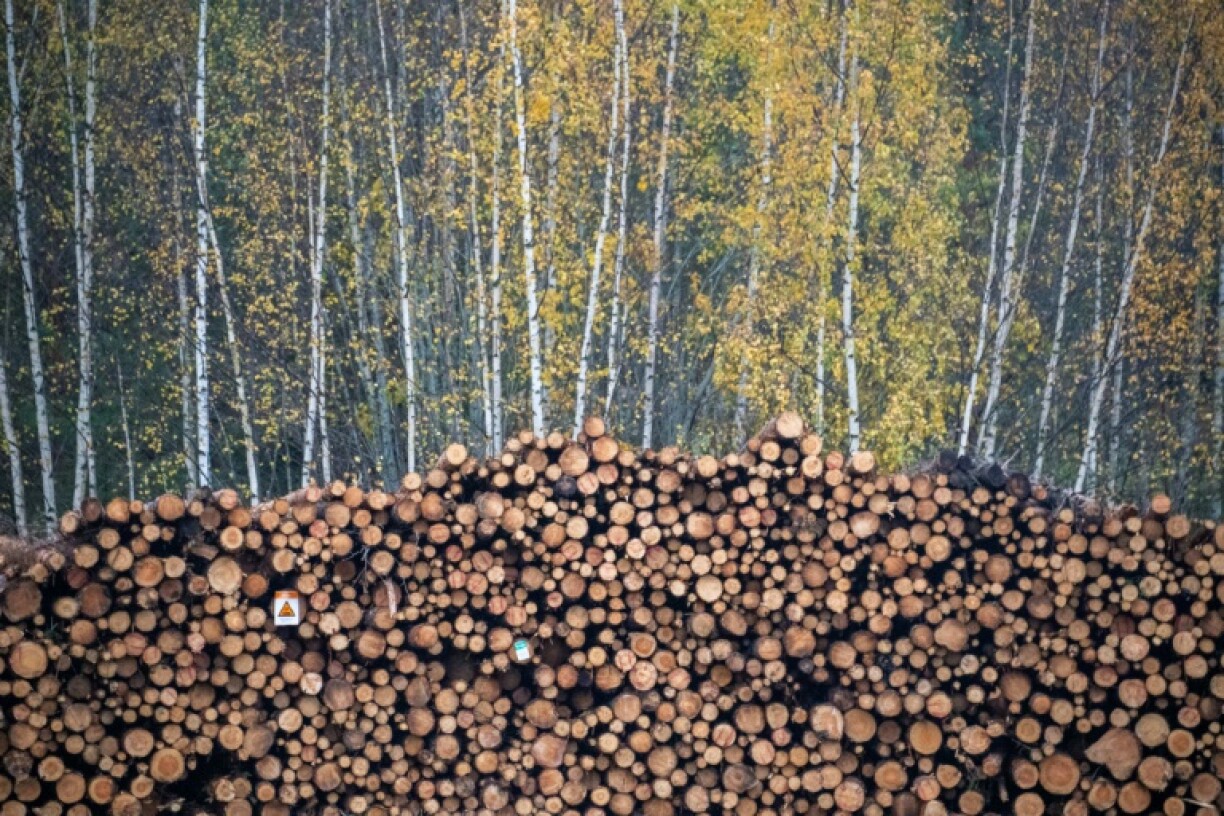 Both countries are 'exploiting loopholes to allow logging in forests that should be safeguarded', said the WWF