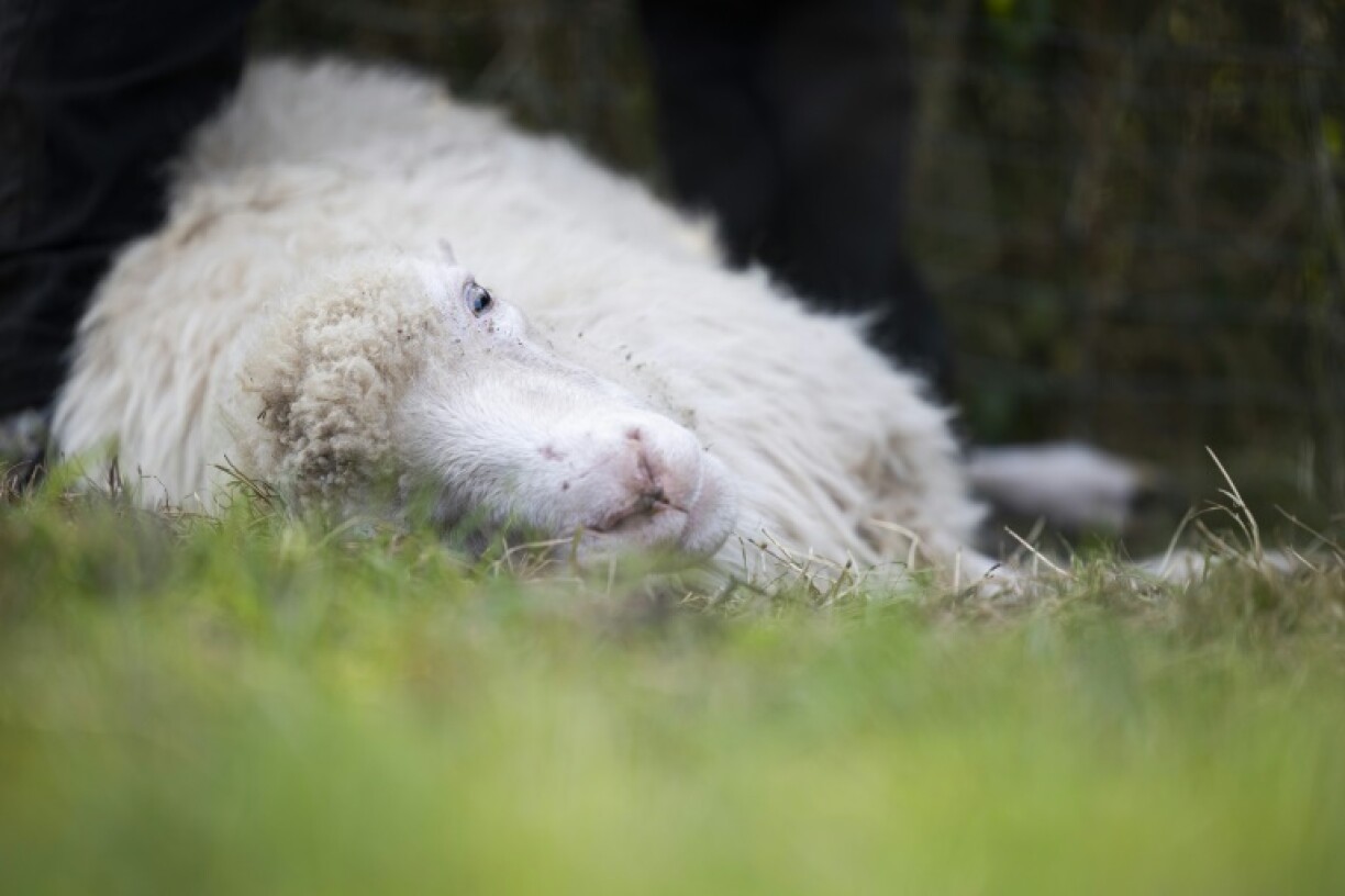 Bluetongue virus is particularly deadly for sheep